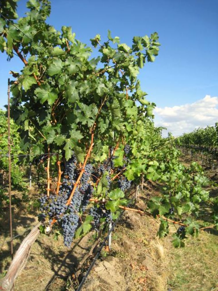 The vineyards of Beresan Winery in Walla Walla, Washington. 